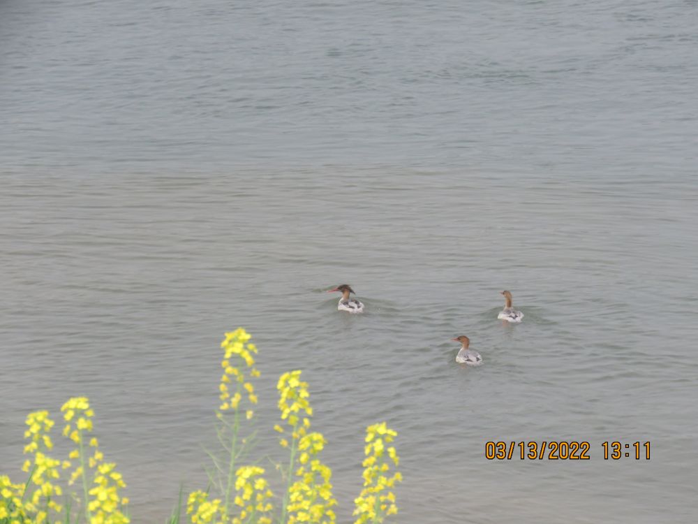 GcqfshC007018_20220315_CBMFN0A002.jpg